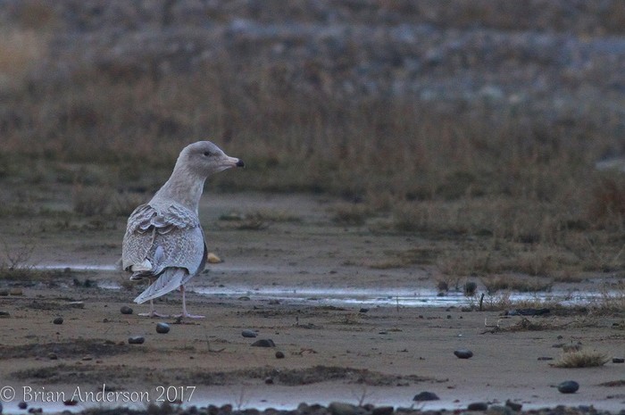 Glaucous Gull