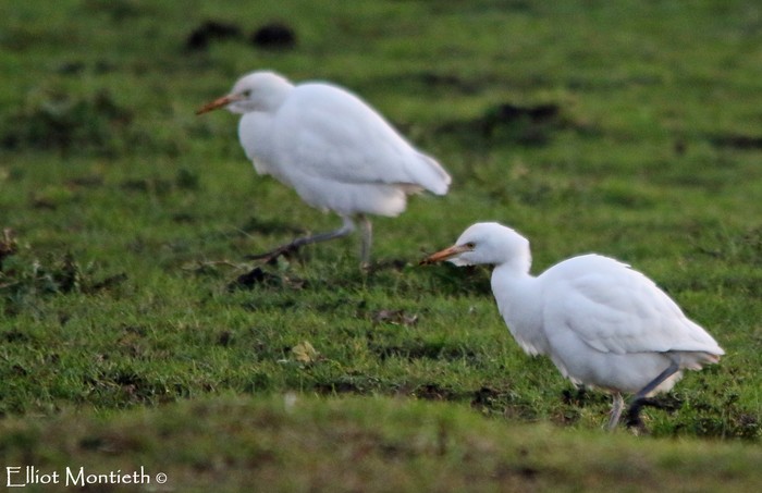 Cattle Egret