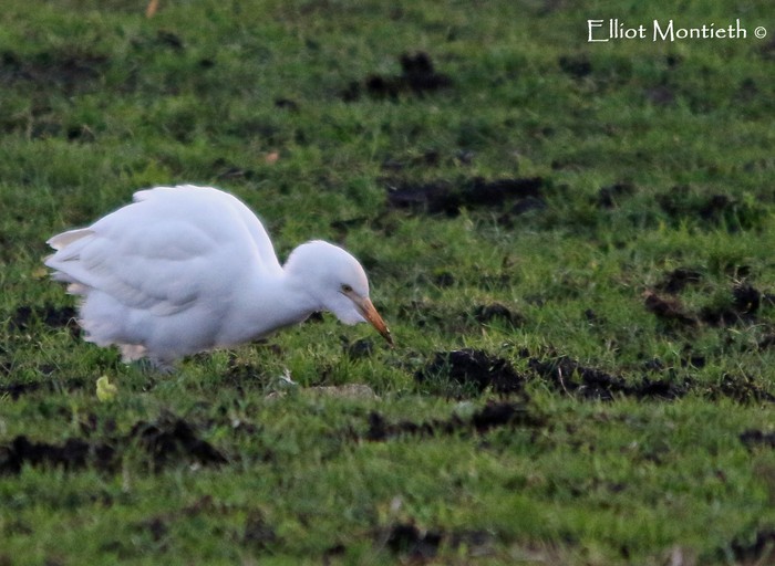 Cattle Egret