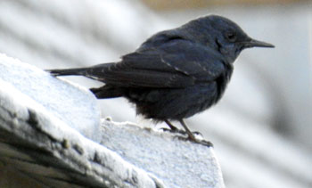 Blue Rock Thrush