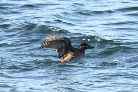 Surf Scoter
