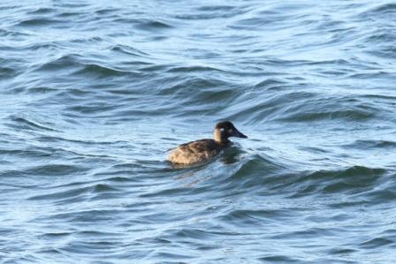 Surf Scoter