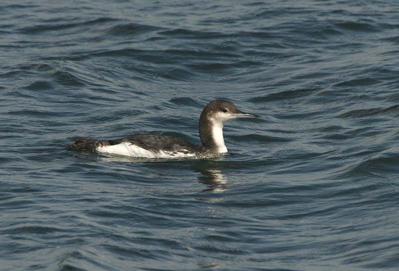 Black-throated Diver