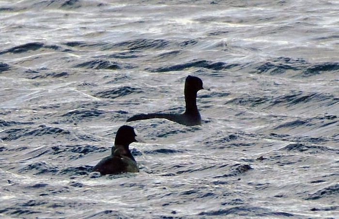American Coot