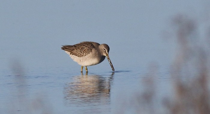 Long-billed Dowitcher
