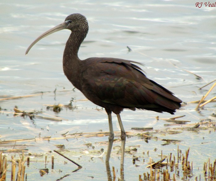 Glossy Ibis