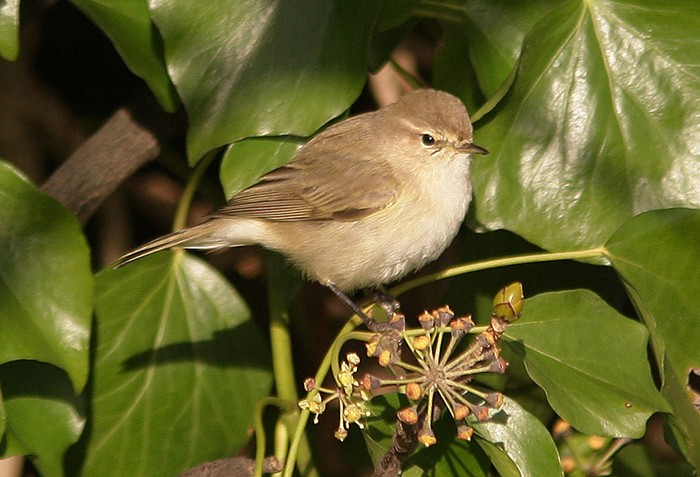 Siberian Chiffchaff