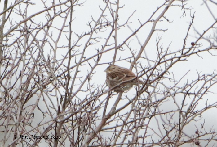 Pine Bunting