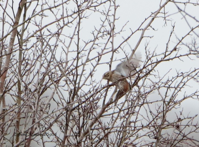 Pine Bunting