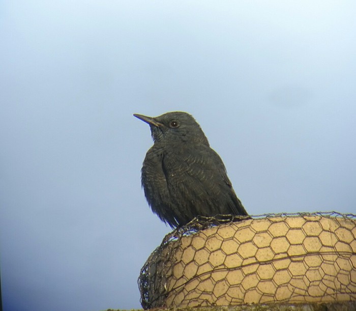 Blue Rock Thrush