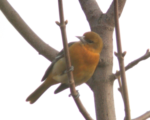 Baltimore Oriole