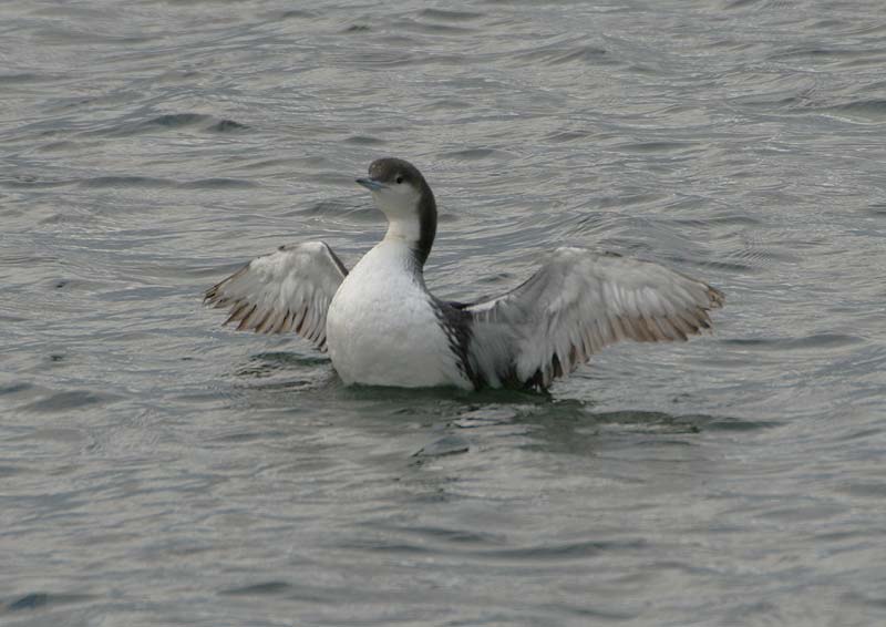 Black-throated Diver