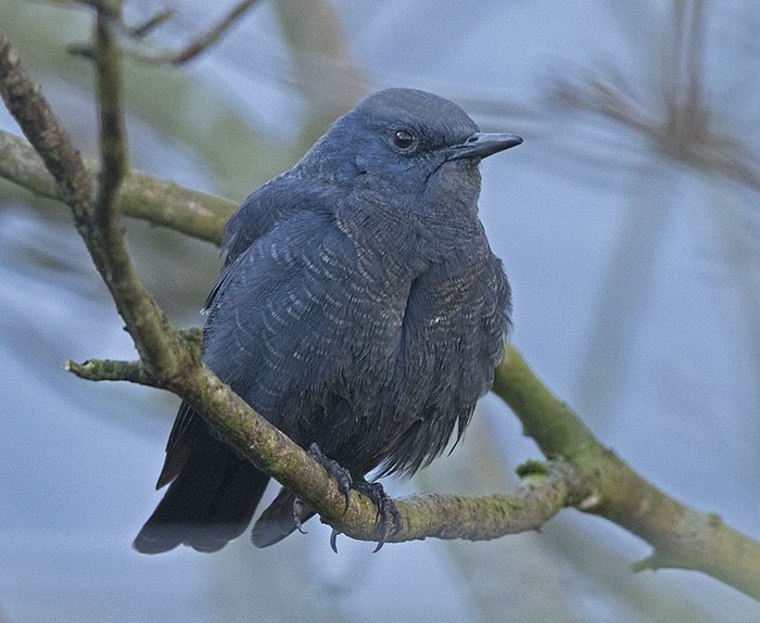 Blue Rock Thrush