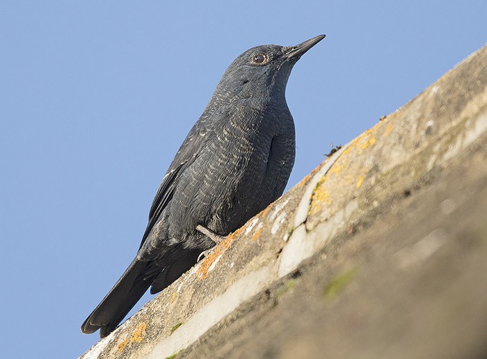 Blue Rock Thrush