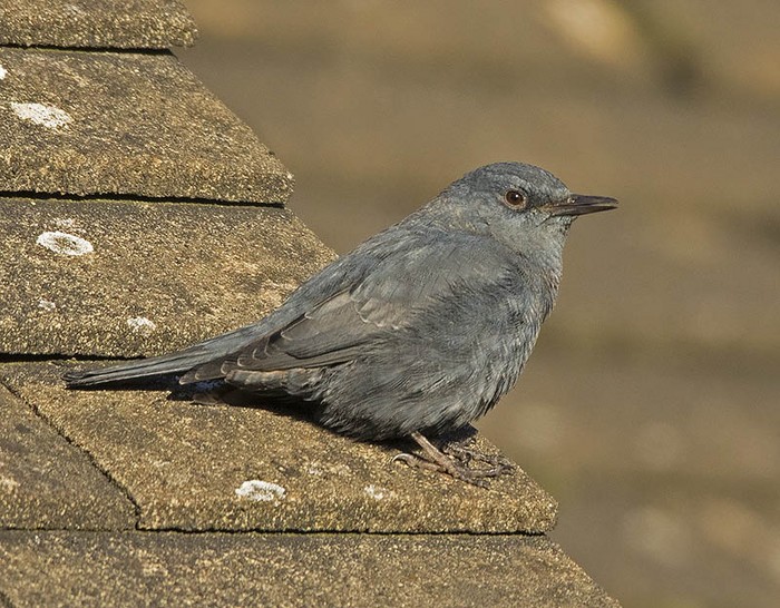 Blue Rock Thrush