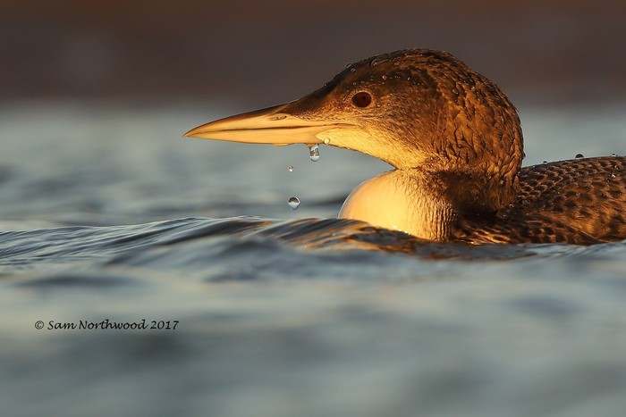 Great Northern Diver