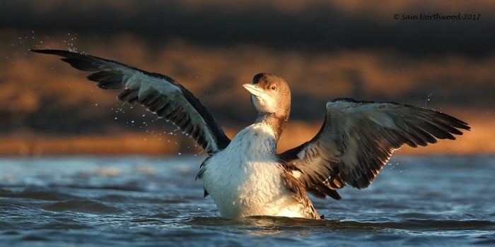 Great Northern Diver