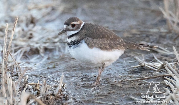 Killdeer