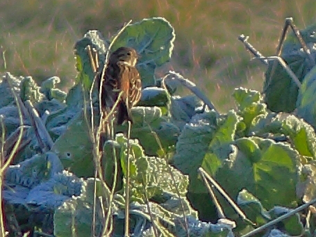 Pine Bunting