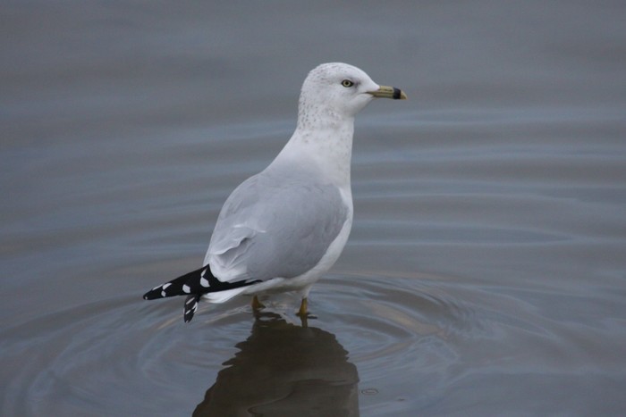 Ring-billed Gull