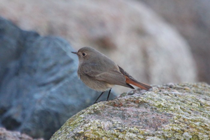 Black Redstart