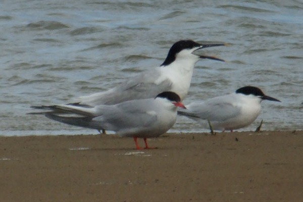 Roseate Tern