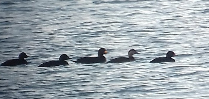 Black Scoter
