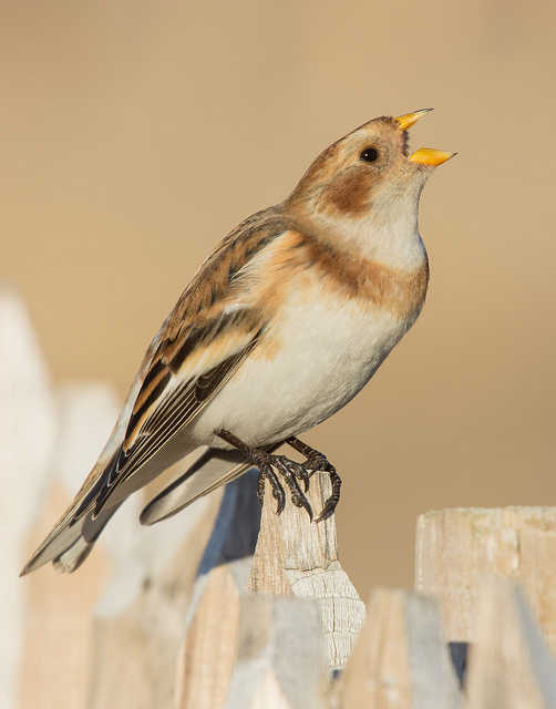 Snow Bunting