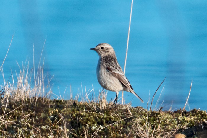Stonechat
