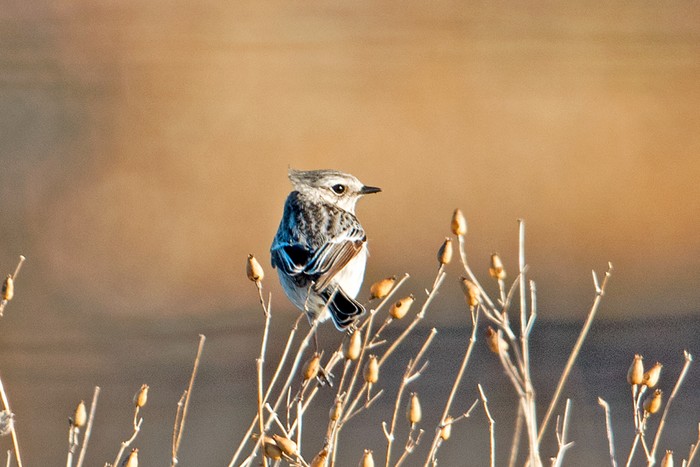 Stonechat