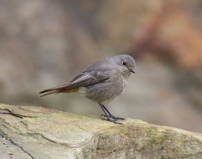 Black Redstart
