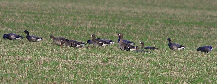 Russian White-fronted Goose