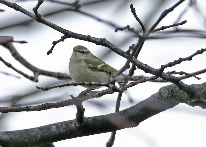 Yellow-browed Warbler