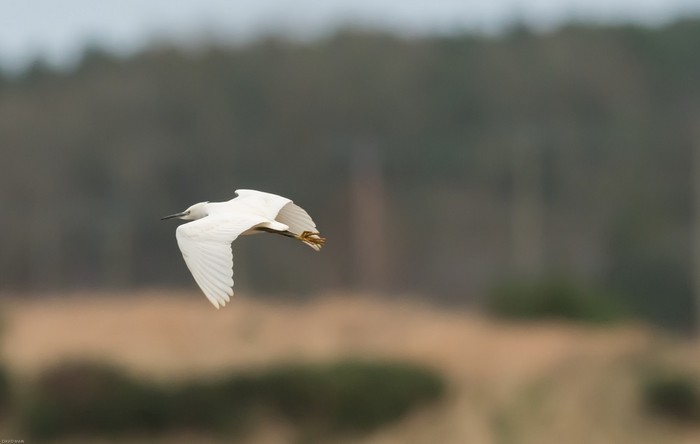 Little Egret