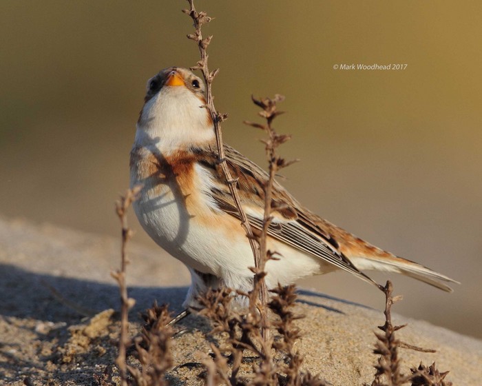 Snow Bunting