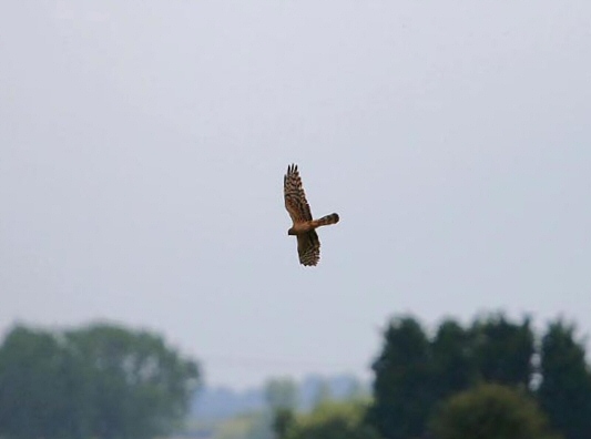 Montagu's Harrier