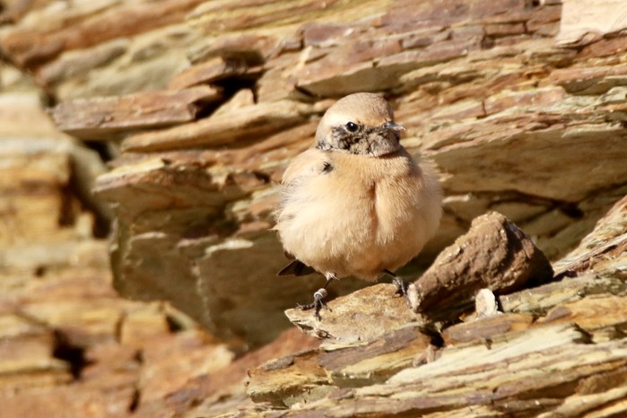Desert Wheatear