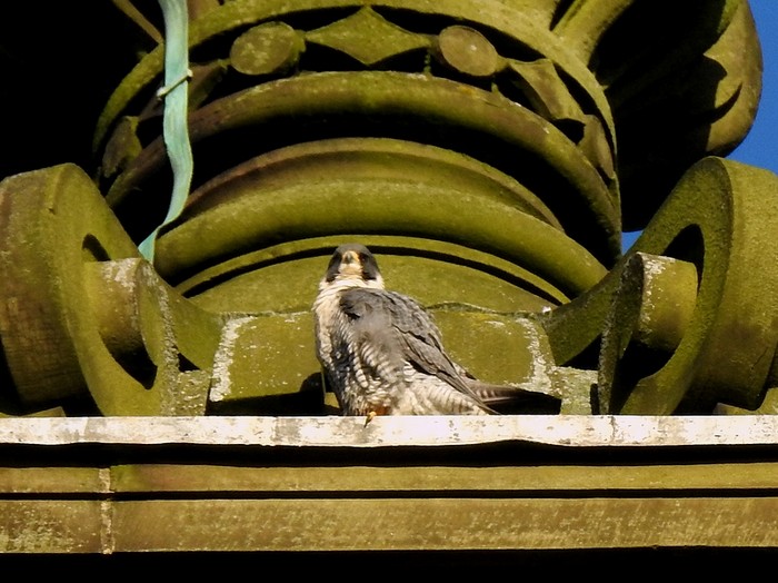 Peregrine