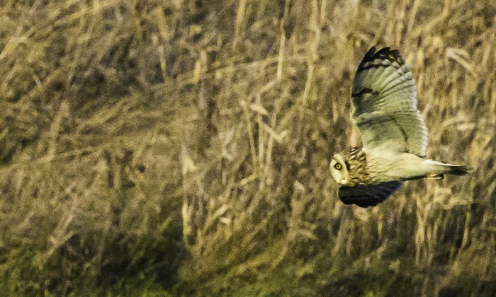 Short-eared Owl