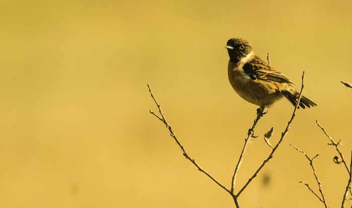 Stonechat
