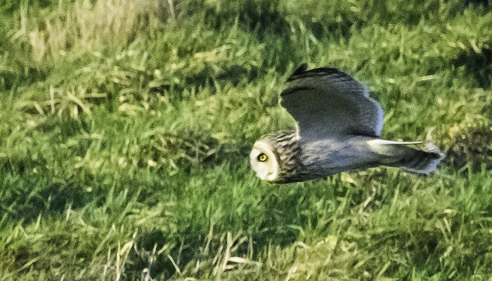 Short-eared Owl