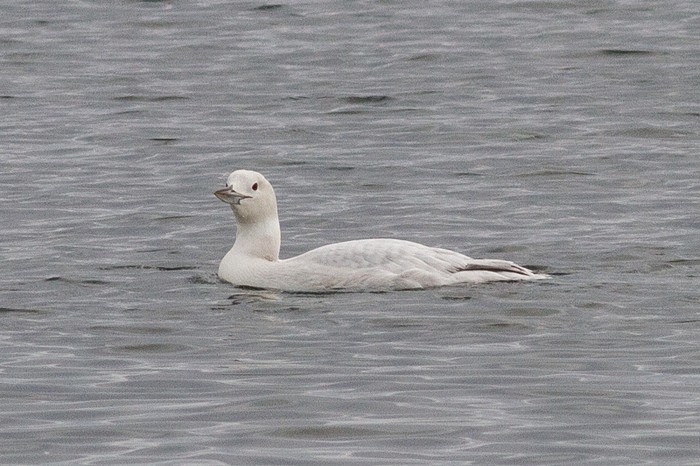 Great Northern Diver