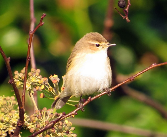 Siberian Chiffchaff