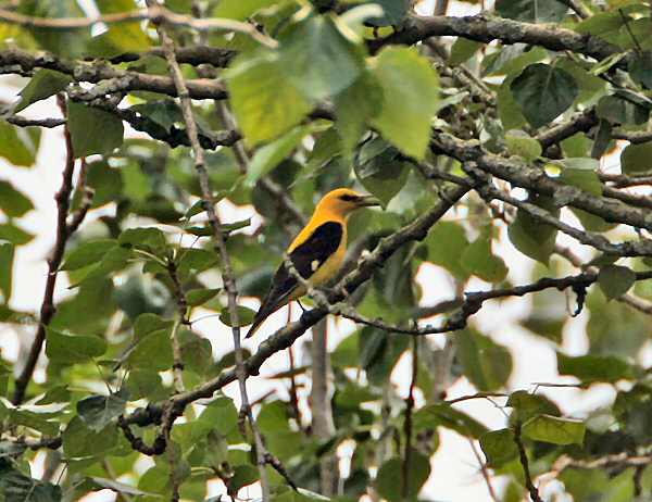Golden Oriole