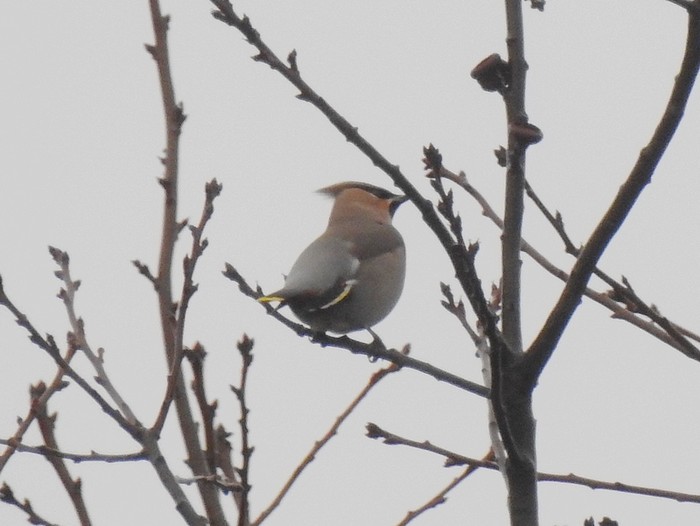 Waxwing