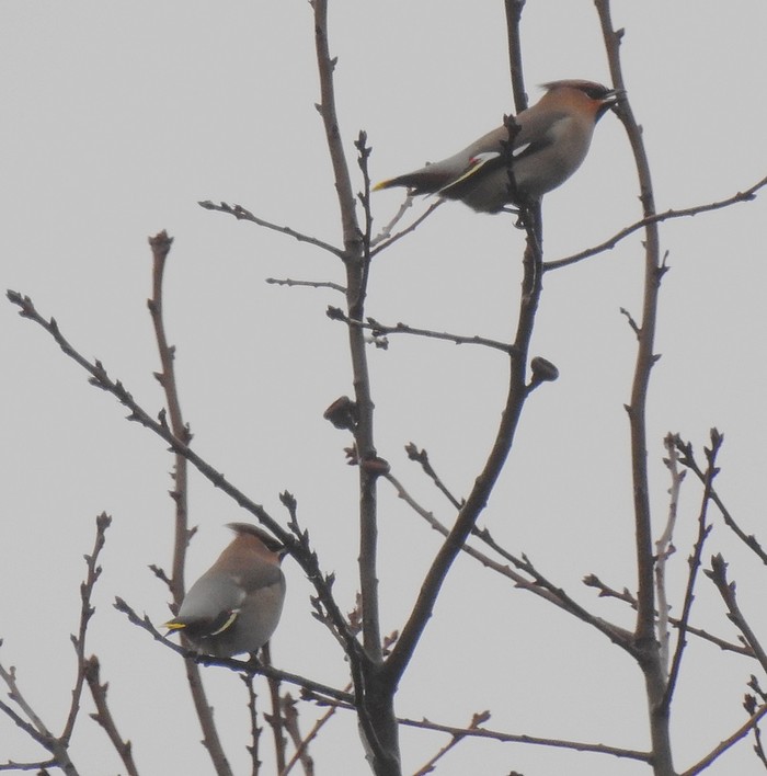 Waxwing