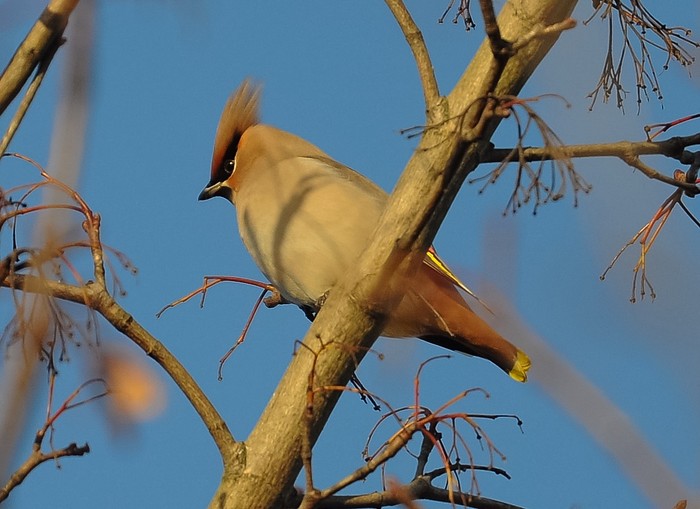 Waxwing