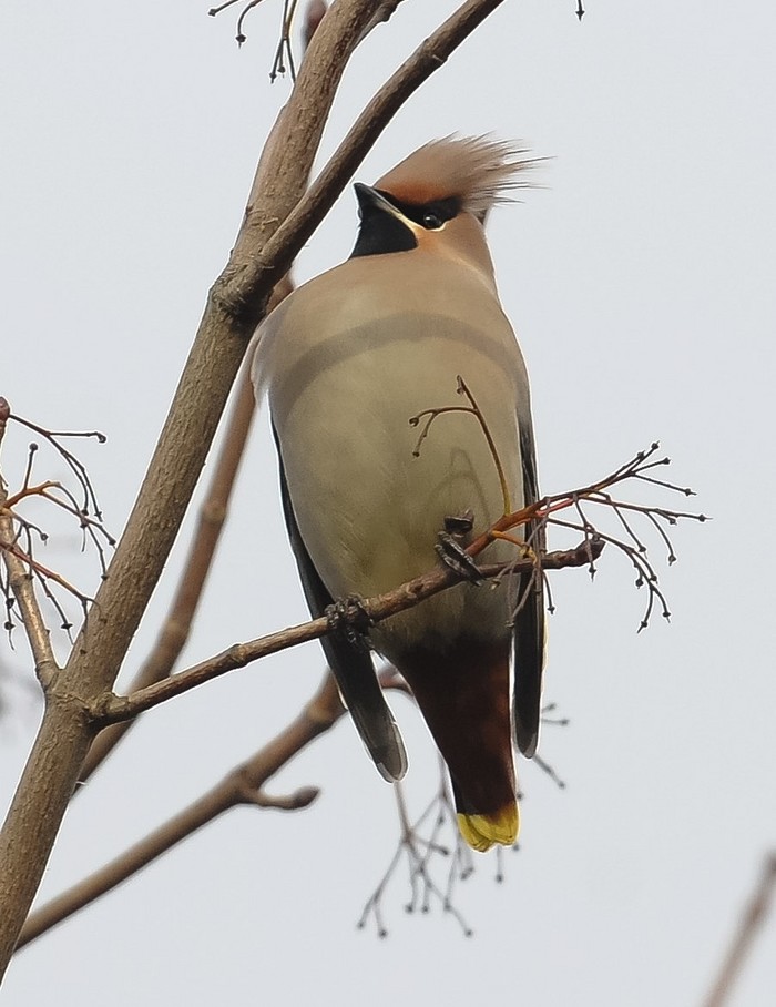 Waxwing