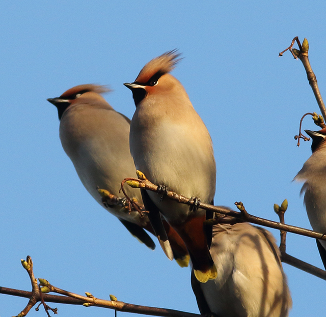 Waxwing