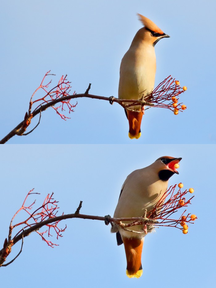 Waxwing